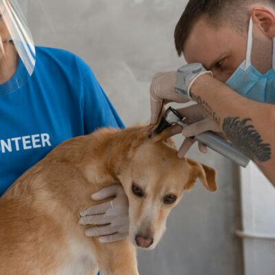 Otite em gatos sintomas e limpeza correta — otite em gatos sintomas e limpeza correta | Aumigos Pet