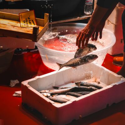 Peixe Cru para Gatos: Salmão e Atum são Seguros? Guia Completo para Tutores — peixe cru para gato pode dar salmão atum | Aumi