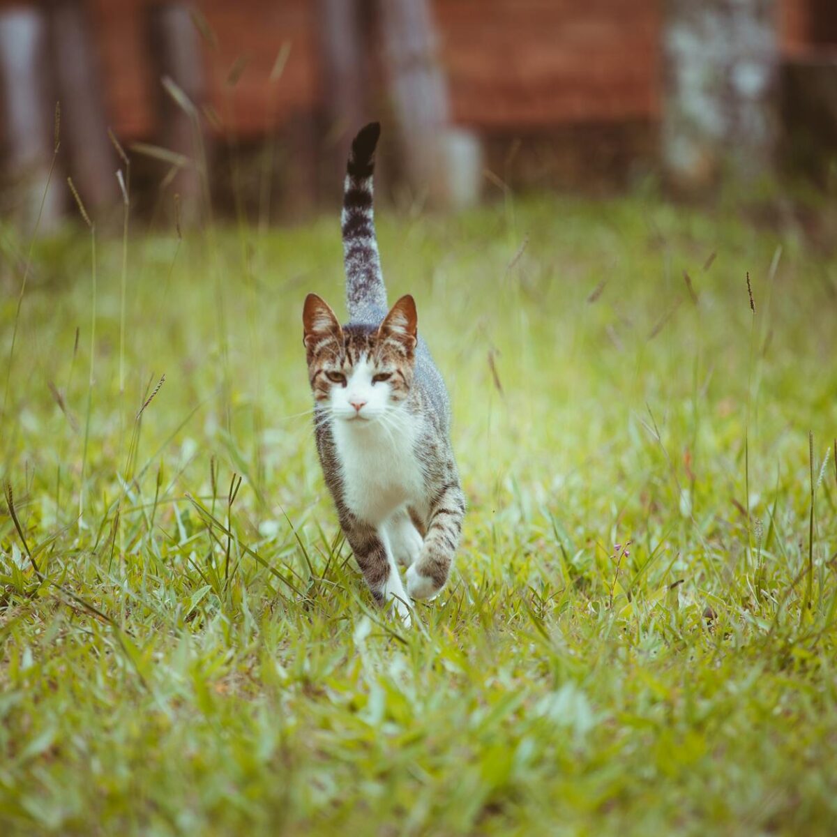 Gato Batendo o Rabo no Chão com Força: Desvende os Sinais e Emoções Felinas — por que gato bate o rabo com força no chão | Au