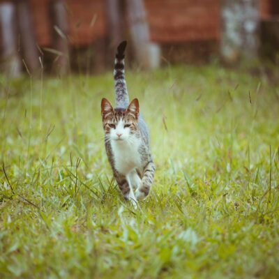 Gato Batendo o Rabo no Chão com Força: Desvende os Sinais e Emoções Felinas — por que gato bate o rabo com força no chão | Au