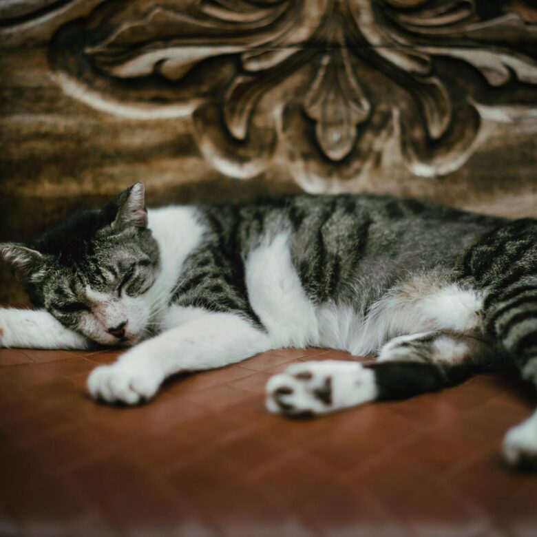 Por Que Gato Dorme Tanto Durante o Dia? Desvendando o Sono Felino — por que gato dorme tanto durante o dia | Aumigos Pet