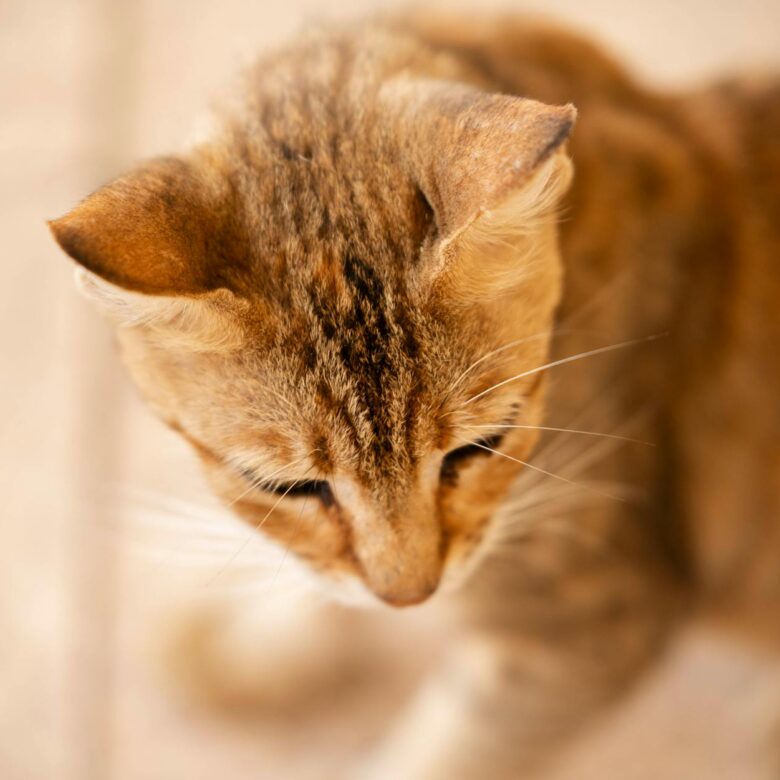 Por Que Gato Esfrega a Cabeça nas Pessoas? Desvendando o Gesto Felino de Afeto e Marcação — por que gato esfrega a cabeça nas