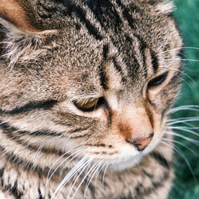 Pupilas Dilatadas em Gatos: Desvendando as Causas e Sinais de Alerta para a Saúde Felina — por que gato fica com pupilas dila
