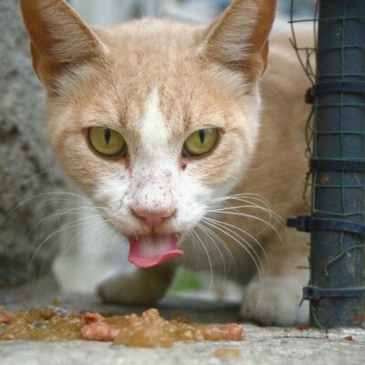 Gatos Lambem o Pelo: O Guia Definitivo da Higiene Felina e Seus Segredos — por que gatos lambem tanto o pelo higiene | Aumigo