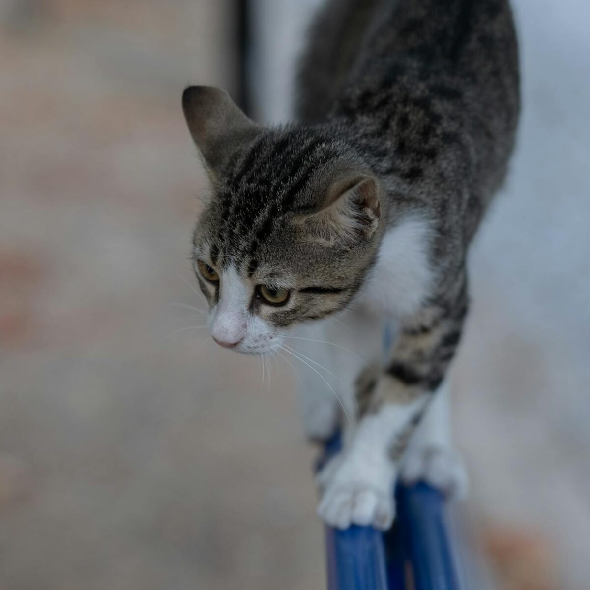 Guia Definitivo: Prateleiras para Gato – Como Instalar na Parede com Segurança e Sucesso — prateleiras para gato como instala