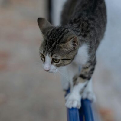 Guia Definitivo: Prateleiras para Gato – Como Instalar na Parede com Segurança e Sucesso — prateleiras para gato como instala