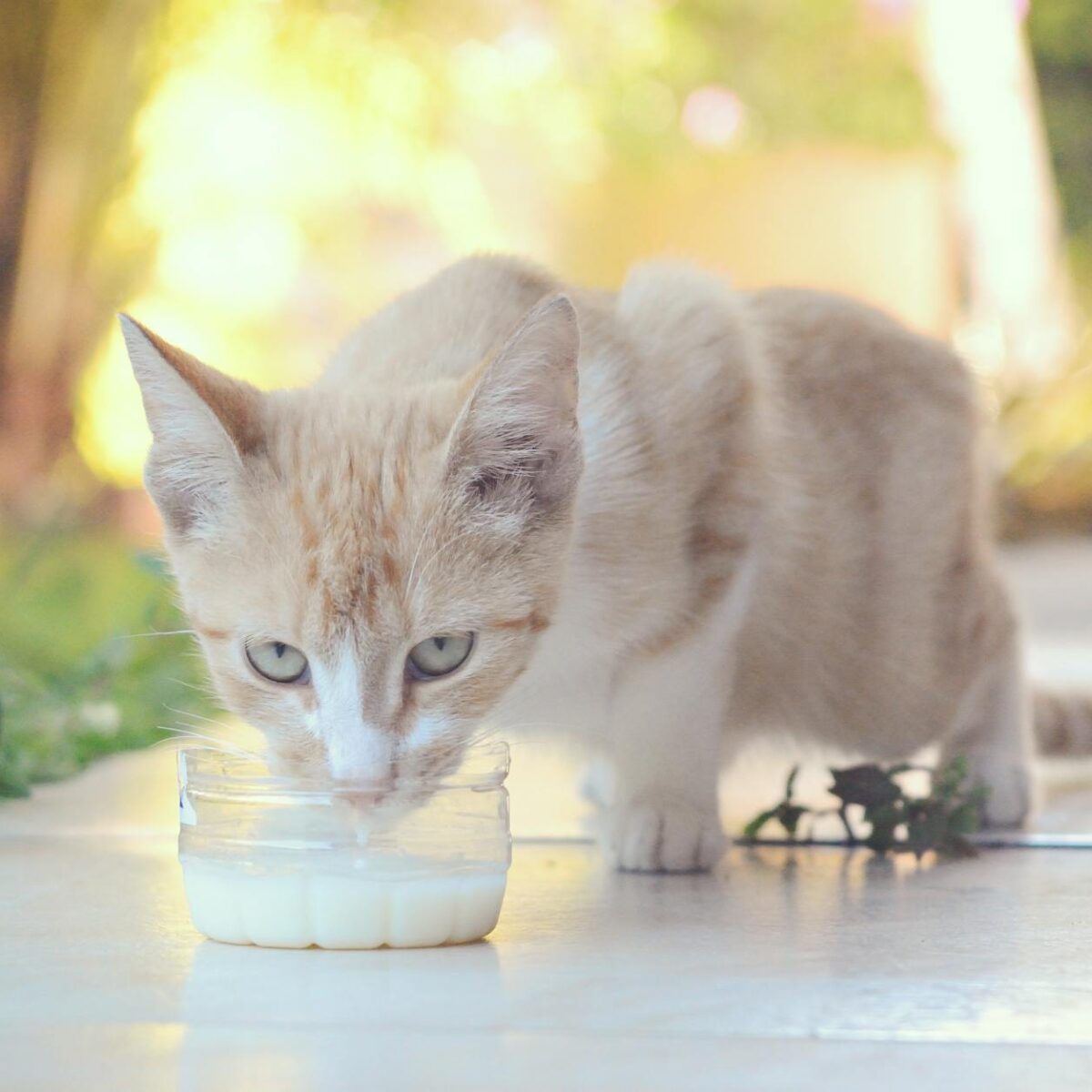 Probiótico para Gato com Diarreia: A Dose Certa para a Recuperação Rápida do Seu Felino — probiótico para gato com diarreia d