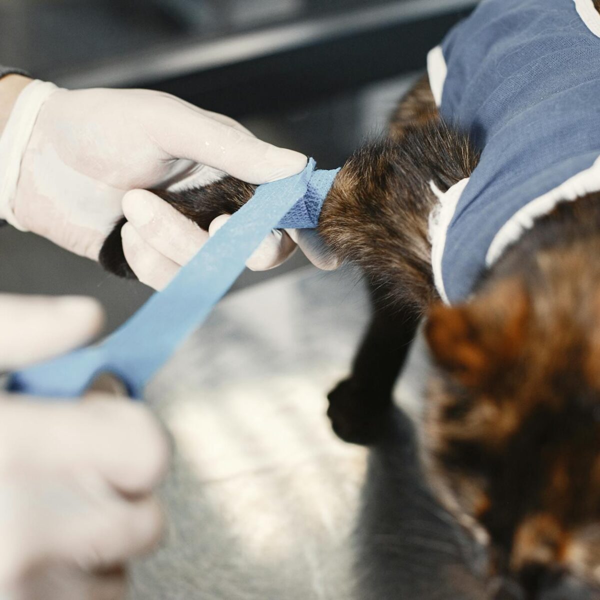 Pulga no Gato: Guia Definitivo para Eliminar de Vez e Manter Seu Felino Protegido — pulga no gato como eliminar de vez | Aumi