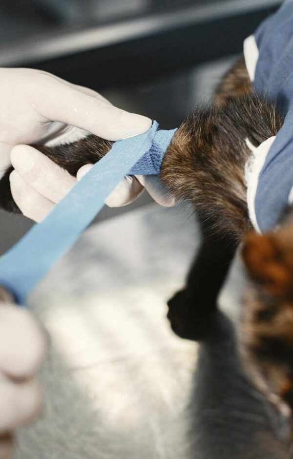 Pulga no Gato: Guia Definitivo para Eliminar de Vez e Manter Seu Felino Protegido — pulga no gato como eliminar de vez | Aumi