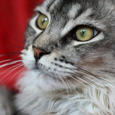 Quanto Custa um Gato Maine Coon no Brasil? Guia Completo de Preços e Fatores Essenciais — quanto custa um gato maine coon no