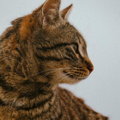 Ração para Gato Alérgico Sem Grãos: Guia Completo para Escolher a Melhor e Transformar a Saúde Felina — ração para gato alérg