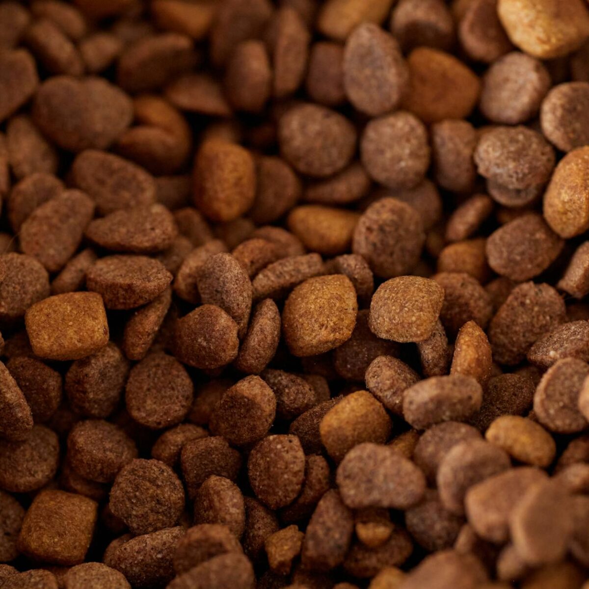 Ração Premium para Gatos: Vale a Pena? A Resposta Definitiva para a Saúde do Seu Felino — ração premium para gatos vale a pen