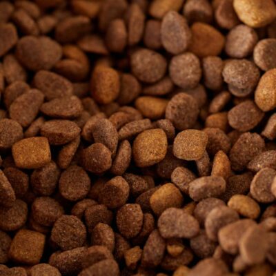 Ração Premium para Gatos: Vale a Pena? A Resposta Definitiva para a Saúde do Seu Felino — ração premium para gatos vale a pen