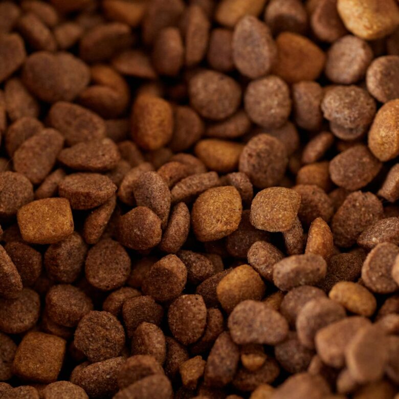 Ração Premium para Gatos: Vale a Pena? A Resposta Definitiva para a Saúde do Seu Felino — ração premium para gatos vale a pen