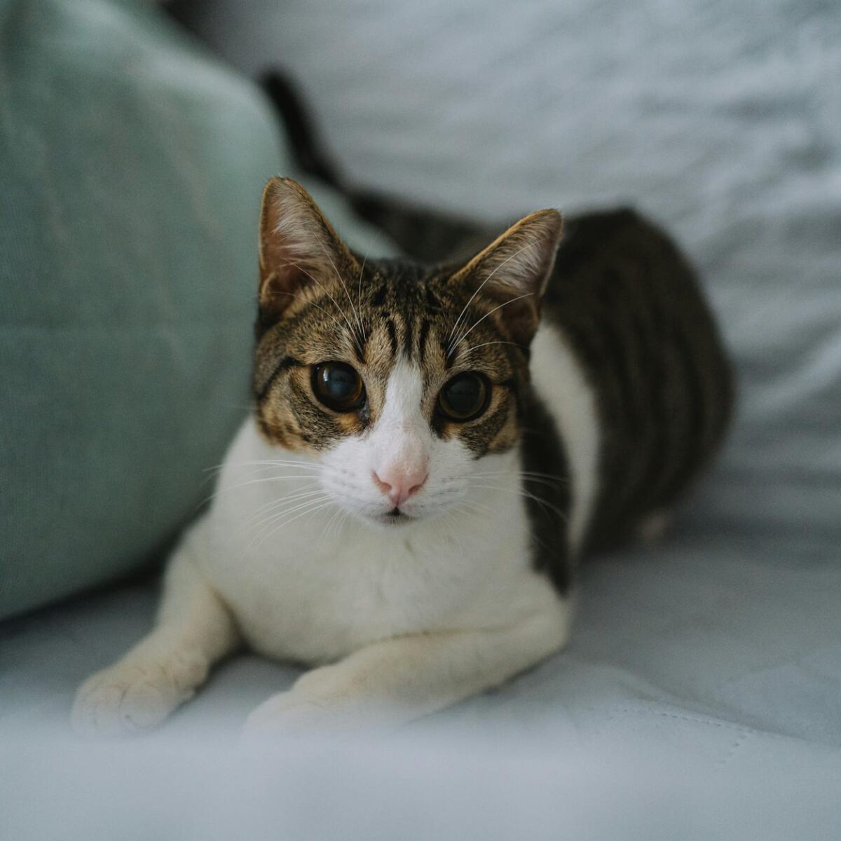 Remédio para Hairball em Gato: Guia Definitivo para Escolher o Ideal e Garantir a Saúde Felina — remédio para hairball em gat