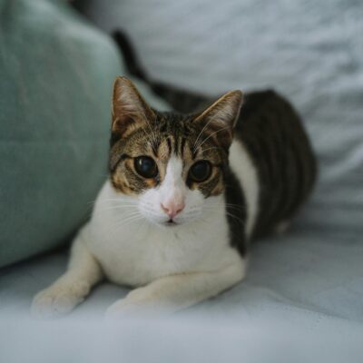 Remédio para Hairball em Gato: Guia Definitivo para Escolher o Ideal e Garantir a Saúde Felina — remédio para hairball em gat
