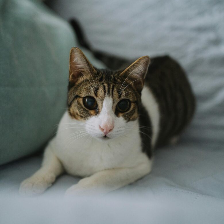 Remédio para Hairball em Gato: Guia Definitivo para Escolher o Ideal e Garantir a Saúde Felina — remédio para hairball em gat