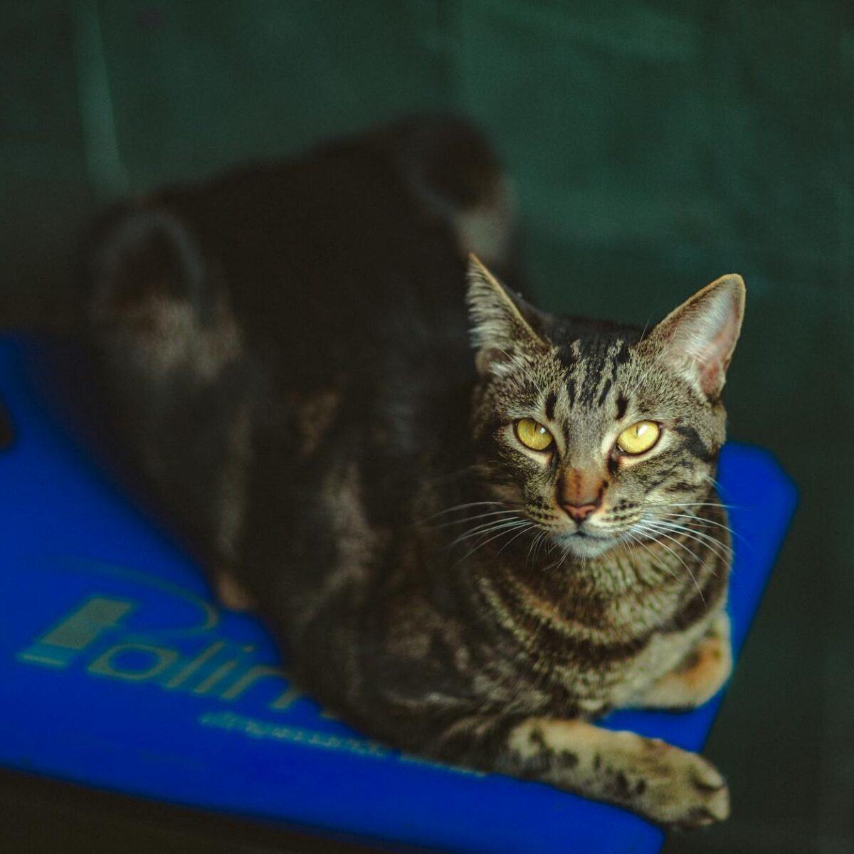 Seguro Saúde para Gatos: O Guia Definitivo de Planos e Coberturas para a Proteção do Seu Felino — seguro saúde para gatos pla