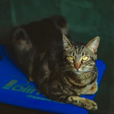Seguro Saúde para Gatos: O Guia Definitivo de Planos e Coberturas para a Proteção do Seu Felino — seguro saúde para gatos pla