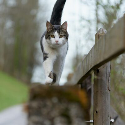 Articulação Saudável para Gatos Idosos: Guia Completo de Suplementos Essenciais — suplemento para articulações em gatos idoso