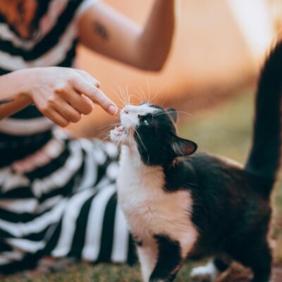 Suplemento Vitamínico para Gato Caseiro: Riscos, Benefícios e Alternativas Seguras — suplemento vitamínico para gato caseiro