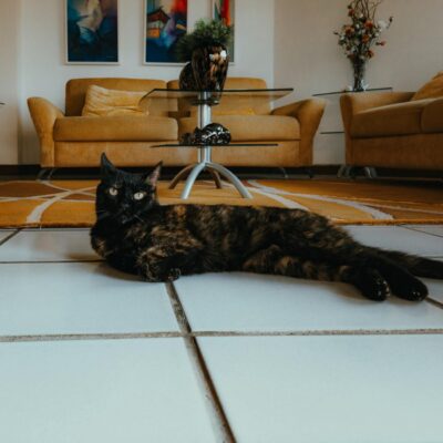 Temperatura Ideal para Gatos em Casa: Garanta o Conforto e Bem-Estar Felino Definitivo — temperatura ideal para gatos em casa