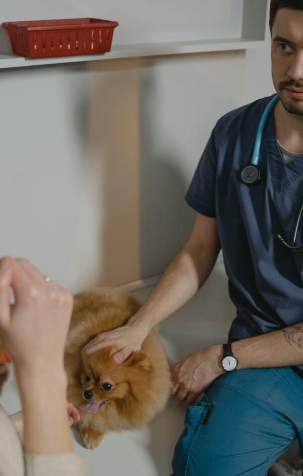Toxoplasmose em Humanos pelo Gato: Desvende o Mito e Proteja Sua Saúde com Fatos — toxoplasmose em humanos pelo gato mito ou