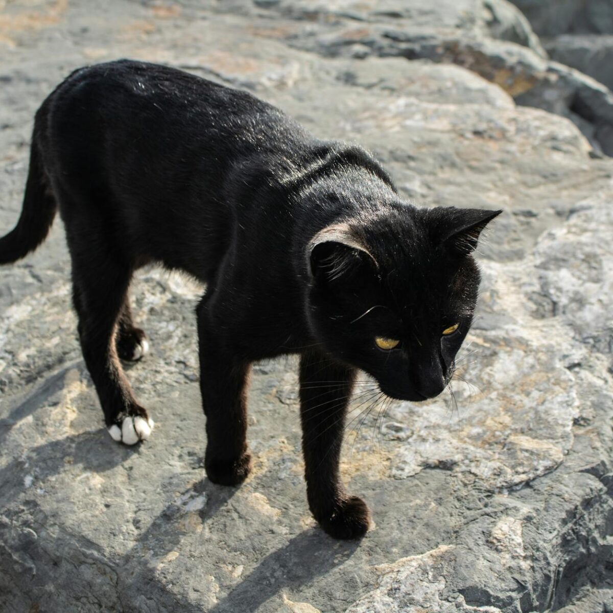 Vareta com Pena para Gato: Guia Completo para Brincadeiras Seguras e Estimulantes — vareta com pena para gato como usar corre