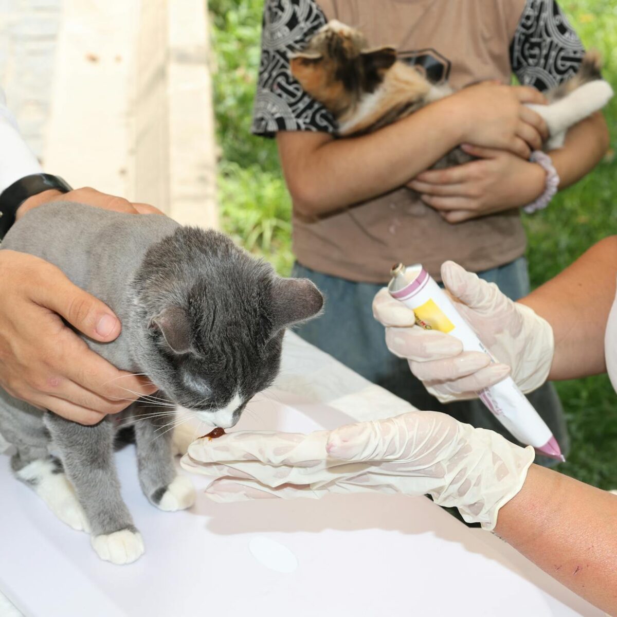 Vermífugo para Gato: O Guia Definitivo sobre Quando e Qual Dose Oferecer — vermífugo para gato quando dar e qual dose | Aumig