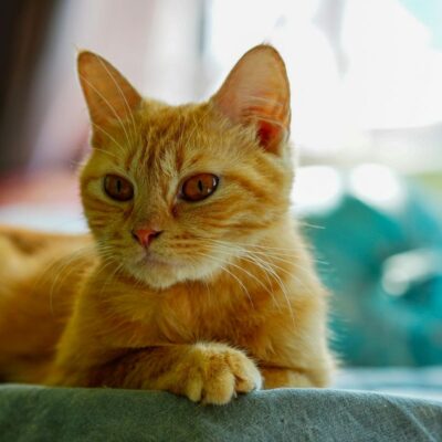Comportamento Felino: O Que Seu Gato Está Tentando Dizer e Você Ainda Não Percebeu