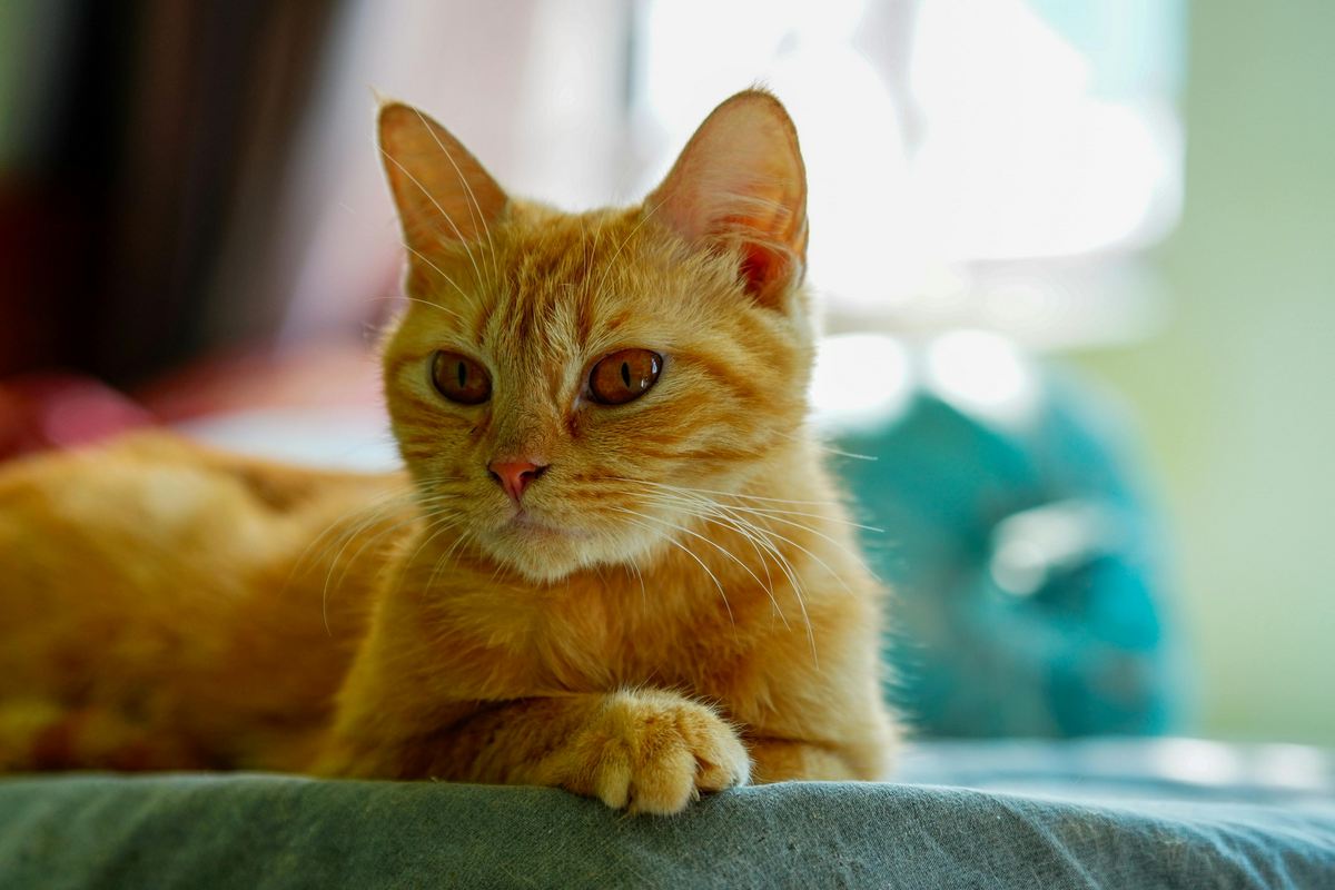 Comportamento Felino: O Que Seu Gato Está Tentando Dizer e Você Ainda Não Percebeu