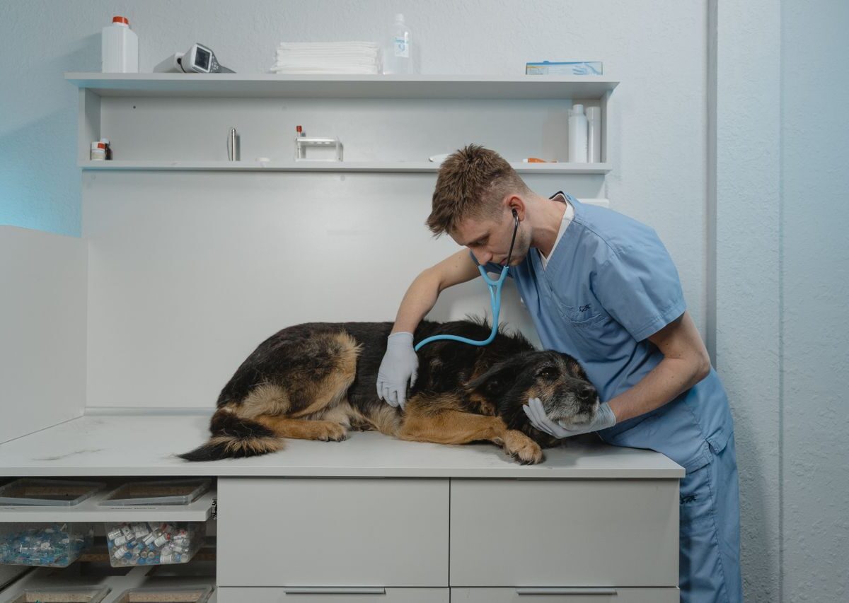 Como verificar clínicas veterinárias, pet shops e prestadores