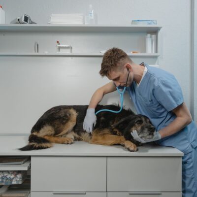 Como verificar clínicas veterinárias, pet shops e prestadores