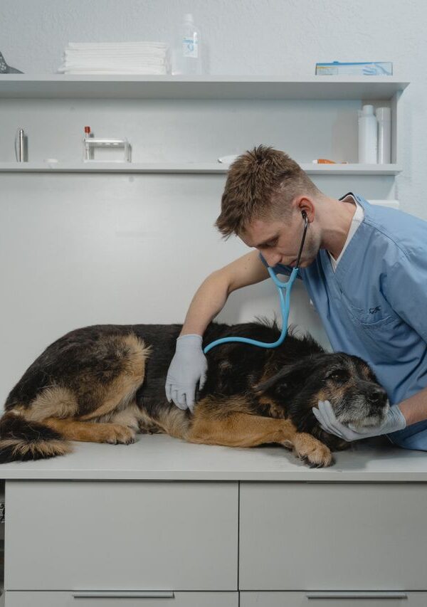 Como verificar clínicas veterinárias, pet shops e prestadores